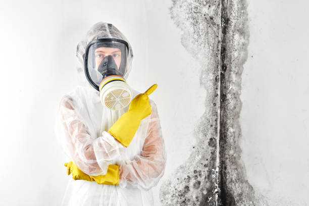 Best Mold Removal for HVAC Installations  in Frankfort Square, IL